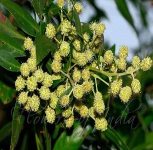 Conocarpus Eractus Plant