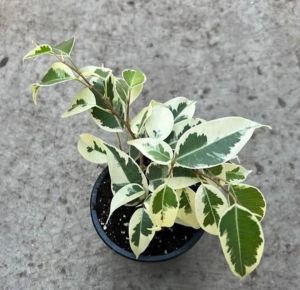 Ficus Starlight Plant