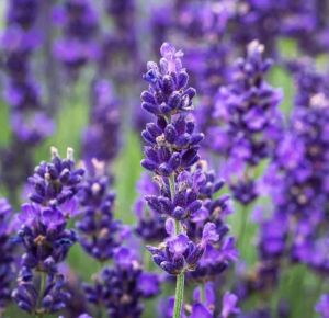 Lavender Flowers Plant