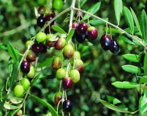 Olive Tree Plant