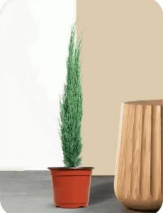 Pencil Pine Tree