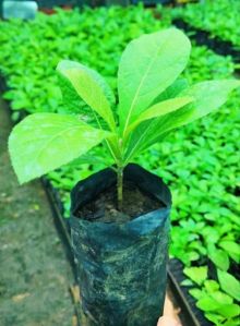 Tissue Culture Teak Plants