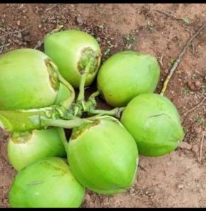 Tender Coconut