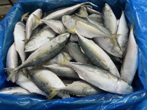 Indian Mackerel Fish