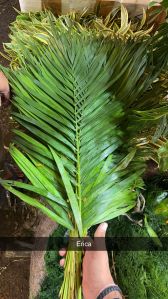 Areca Palm