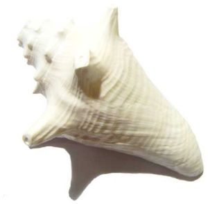 Annapurna Shankh (Conch)