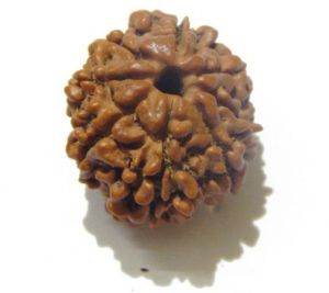 Eight Mukhi (Face) Rudraksha