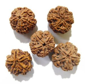 Five Mukhi Nepali Rudraksha Pack 24mm to 27mm