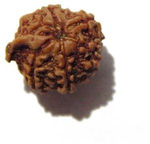 Ganesh Nepali Rudraksha