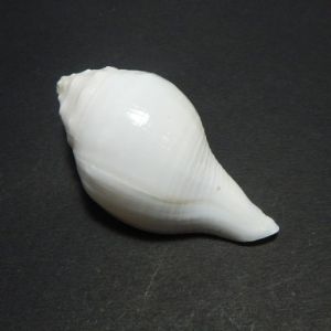 Jal Shankh (Conch)