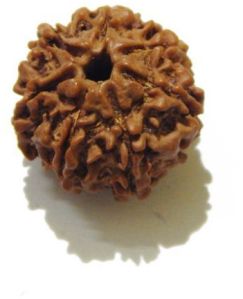 Seven Face (Mukhi) Nepali Rudraksha 21 Mm