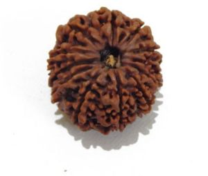 Twelve Mukhi (Face) Rudraksha