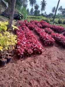 Acalypha Indica Leaves Plant, Color : Natural