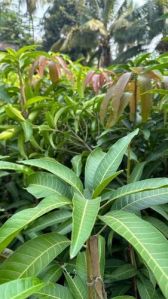 Alphonso Mango Plant