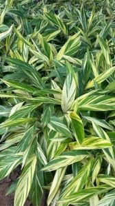 Alpinia Zerumbet Variegata Plant