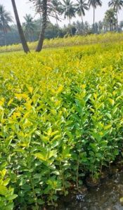 Natural Balaji Lemon Plant, Color : Green For Gardening