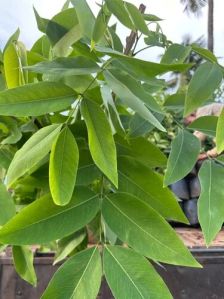 Natural Cassia Fistula Plant, Color : Green