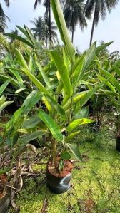 Heliconia Rostrata Plant, Color : Green For Garden