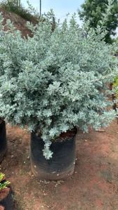 Natural Licodiya Ball Plant, Color : Green