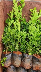 Natural Thaipathai Lemon Plant, Color : Green For Gardening