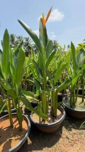 Water Heliconia Plant