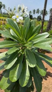 White Temple Tree Plant