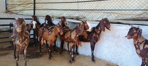 Sirohi Female Goat, Color : Brown, White, Speciality : Pure Quality