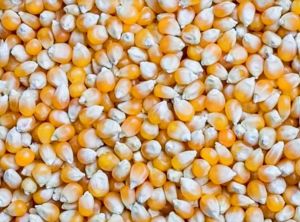 Dry Yellow Corn Maize, Purity : 99%, Certification : FSSAI