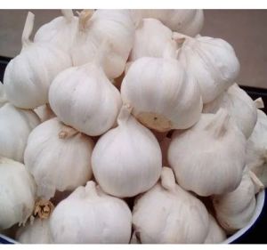 Organic Fresh Garlic, Color : White, Packaging Type : Gunny Bags