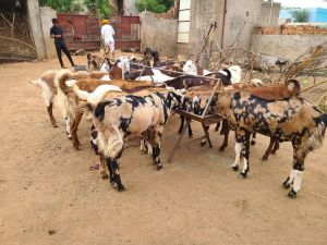 Qurbani Goats