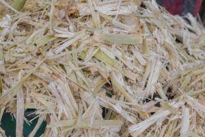 Sugar Cane Bagasse