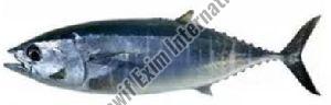 Skip Jack Tuna Fish, Packaging Type : Thermocole Box, Thermocol Box, Freezing Process : Cold Storage