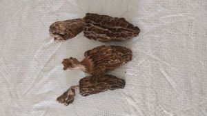 A Grade Dried Morels Mushroom