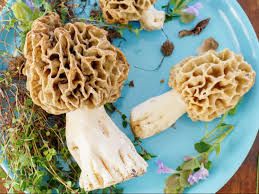 Dried Morel Mushroom