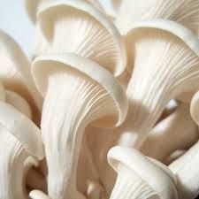 Oyster Mushroom