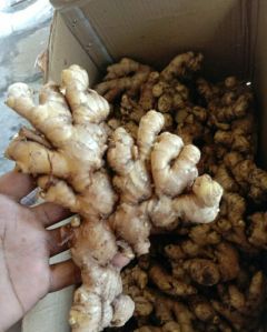 fresh ginger