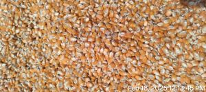 Organic Yellow Corn 12%, Packaging Size : 50Kg