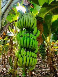 Fresh Banana Fruit