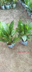 Aglaonema Indoor Plant