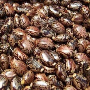 Castor Seeds, Color : Brown, Packaging Type : Bag For Extract Oil