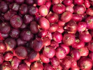 fresh red onion