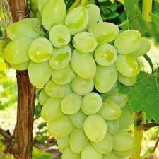 B Grade Green Grapes