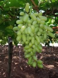 Natural Green Grapes