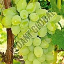 Organic B Grade Green Grapes, Packaging Type : Thermocol Box, Packaging Size : 5-10 Kg For Human Consumption