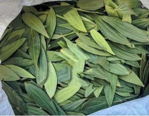 Natural Bay Leaves, Grade Standard : Food Grade For Use In Spieces