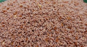 Natural Psyllium Seed, Certification : FSSAI