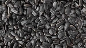 Sunflower Seed, Color : Black 9%, Purity : 90%