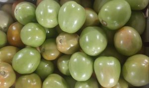 Natural Fresh Green Tomato, Speciality : Rich In Taste, Hygienic For Cooking