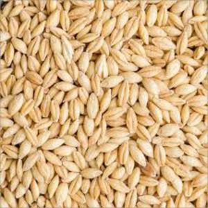 Soft Barley Seeds, Color : Creamy, Grade Standard : Food Grade