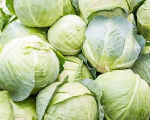 Fresh Cabbage